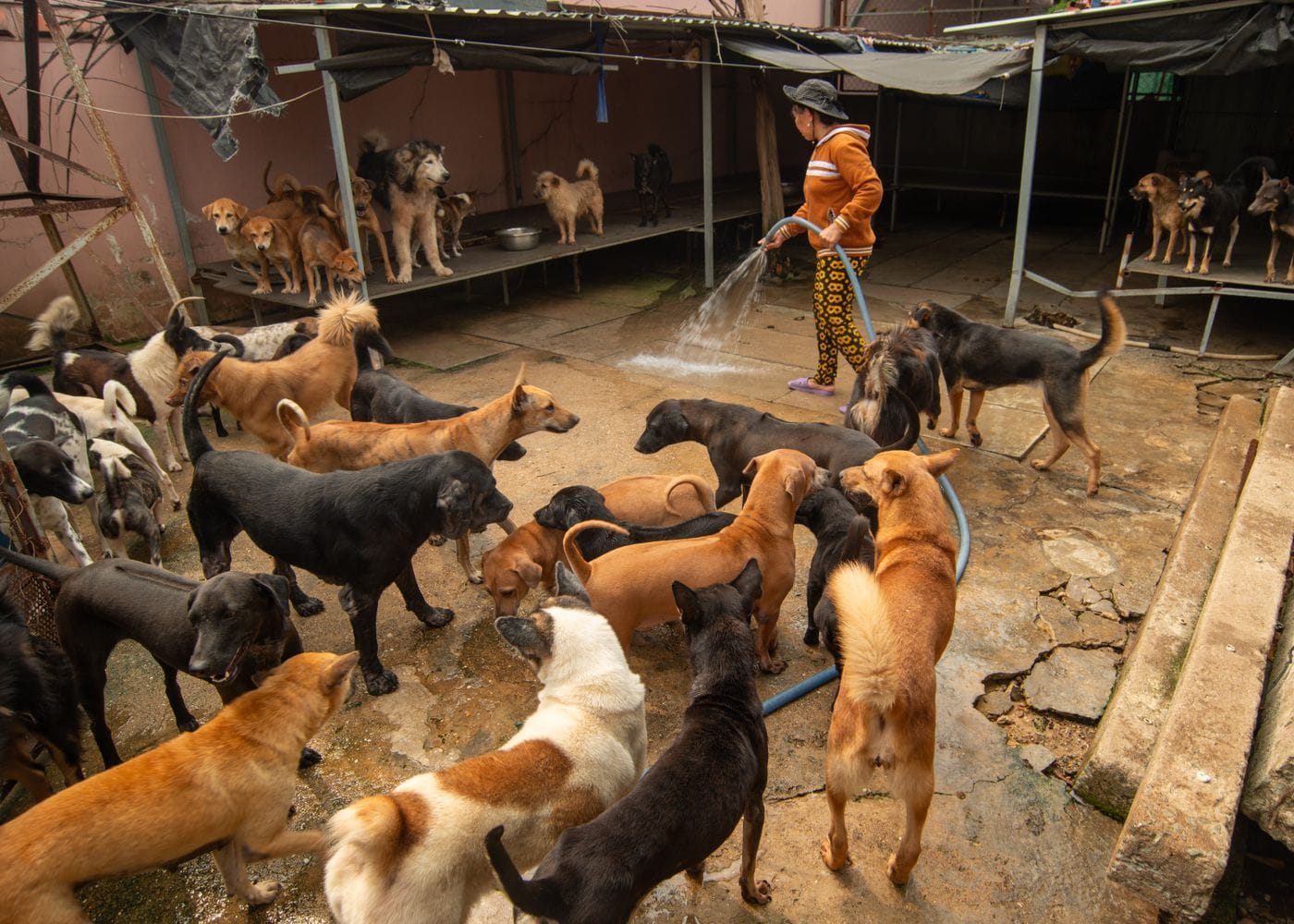 A caretaker hosing down a covered shelter yard while thirty or so dogs of every colour crowd around her.