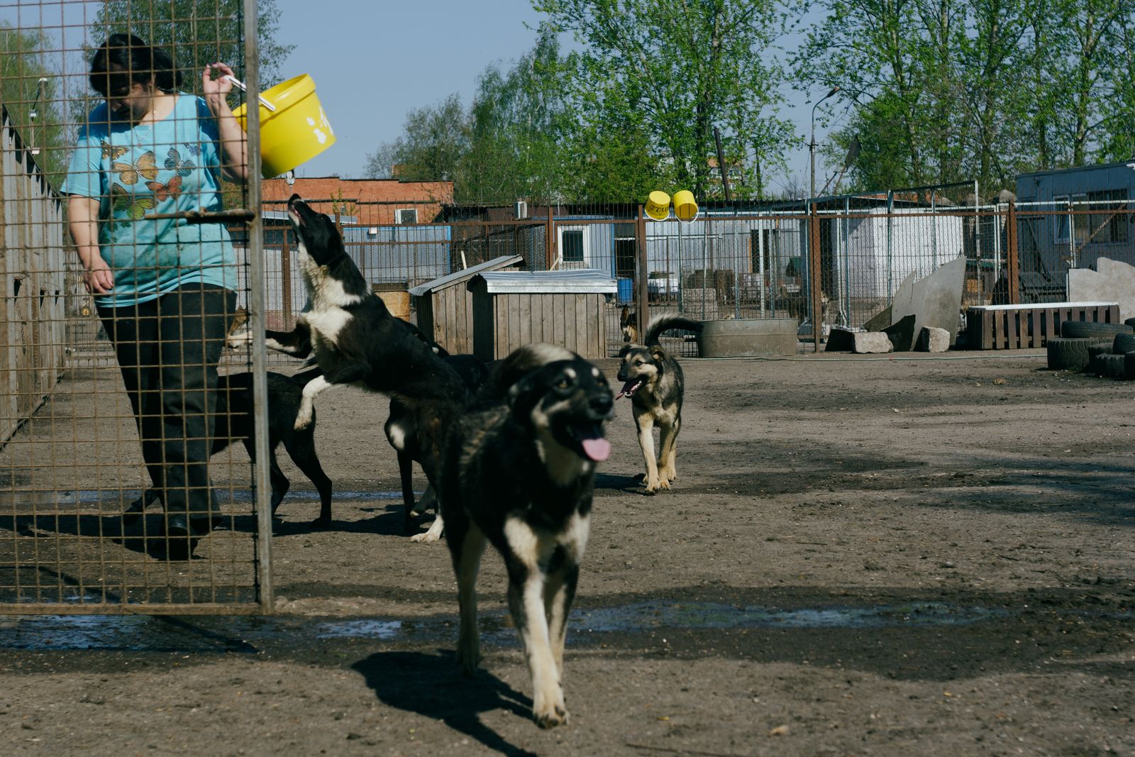 A shelter worker carrying a yellow feed bucket across an open yard, dogs crowding around her in the morning sun.