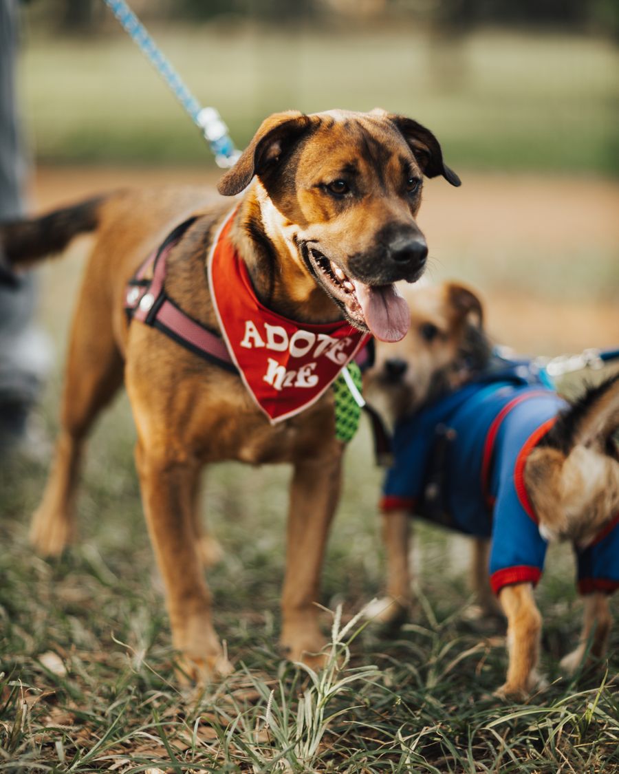 Dogs at an outdoor adoption event, one wearing an adopt-me bandana.