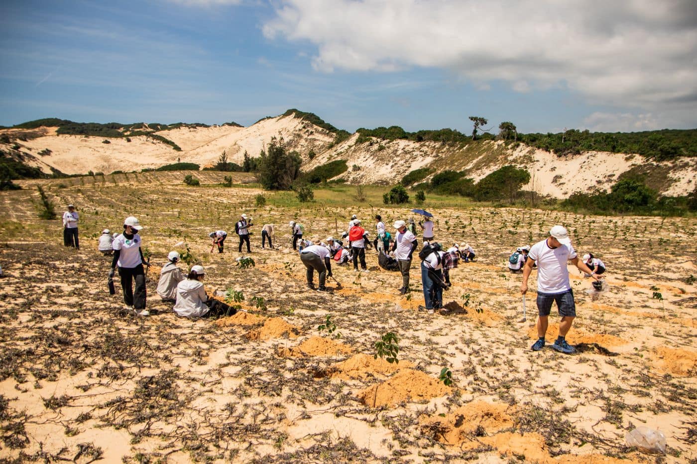 A wide view of a dune field under a bright sky, dozens of volunteers spread across the sand planting saplings.