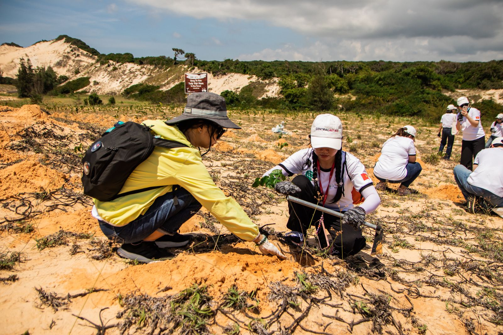 Volunteers crouched over sandy ground, planting tree saplings on a restoration site.