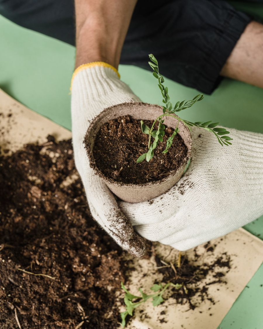 Gloved hands holding a seedling in a biodegradable pot over dark soil.